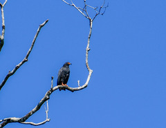 Helicolestes hamatus