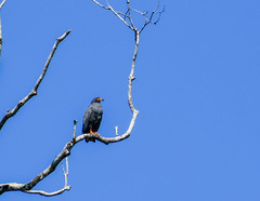 Helicolestes hamatus