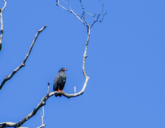 Helicolestes hamatus