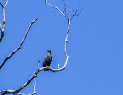 Helicolestes hamatus