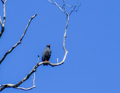 Helicolestes hamatus