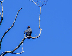 Helicolestes hamatus