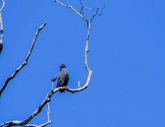 Helicolestes hamatus