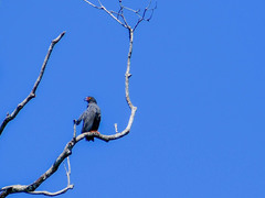 Helicolestes hamatus