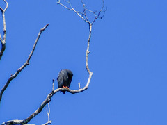 Helicolestes hamatus