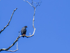 Helicolestes hamatus