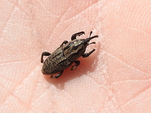 Nutgrass Billbug