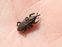 Sphenophorus cariosus