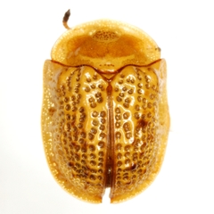 Parorectis sublaevis