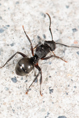 Polyrhachis phryne