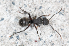 Polyrhachis phryne