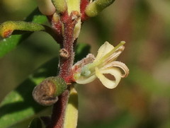 Persoonia subvelutina