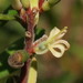 Persoonia subvelutina - Photo (c) Reiner Richter, alguns direitos reservados (CC BY-NC-SA), uploaded by Reiner Richter