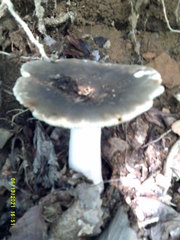 Russula modesta