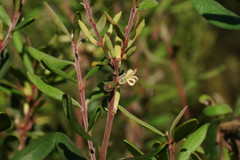 Persoonia subvelutina