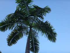Arecoideae