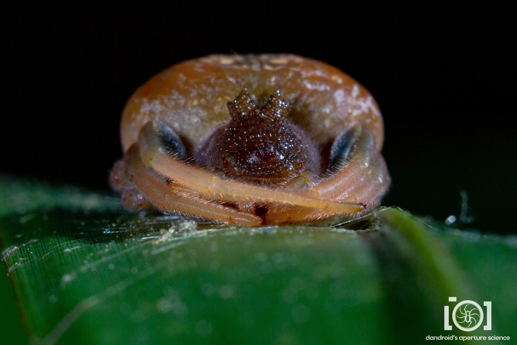 Mastophora bisaccata