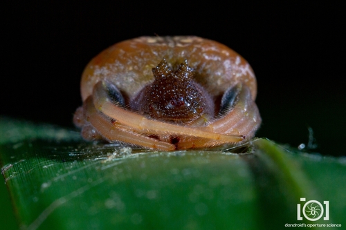 Mastophora bisaccata