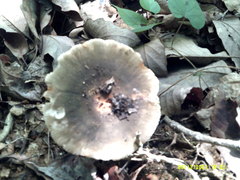Russula modesta
