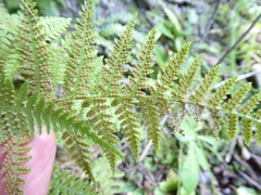 Hypolepis rufobarbata