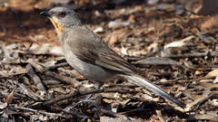 Pachycephala inornata