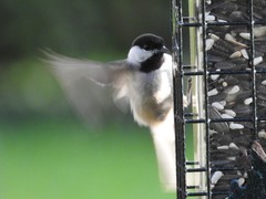 Poecile carolinensis image