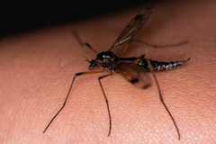 Dictenidia bimaculata