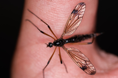 Dictenidia bimaculata