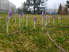 Crocus