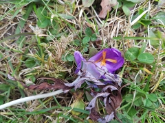 Crocus