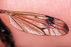 Dictenidia bimaculata