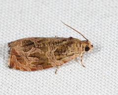 Olethreutes sericoranum