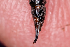 Dictenidia bimaculata