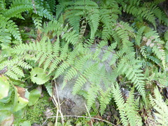 Hypolepis rufobarbata