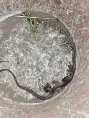 Coniophanes meridanus