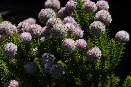Image of Stoebe rosea by (c) Tony Rebelo, some rights reserved (CC BY-SA)