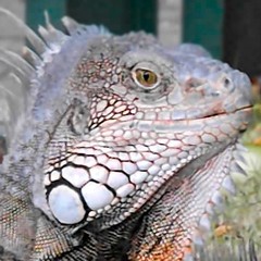 Iguana iguana