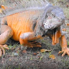 Iguana iguana