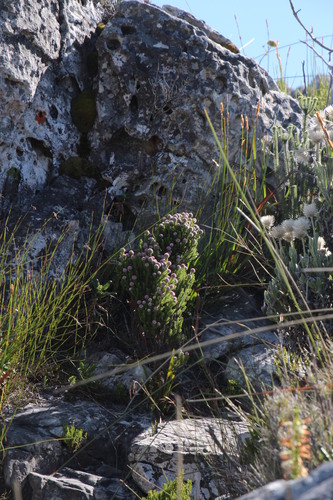 Image of Stoebe rosea by (c) Tony Rebelo, some rights reserved (CC BY-SA)