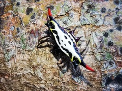 Gasteracantha westringi