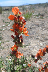 Sphaeralcea munroana