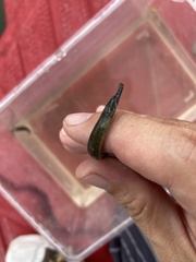 Hippichthys penicillus