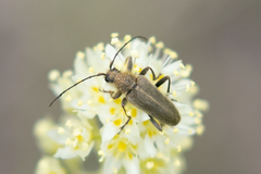 Cortodera