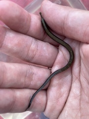 Hippichthys penicillus