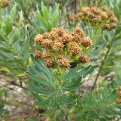 Monticalia pulchella