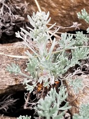Artemisia alaskana