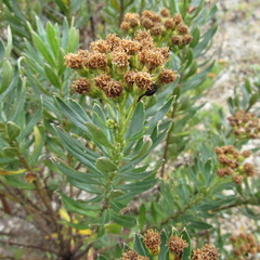 Monticalia pulchella