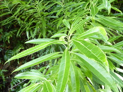 Melicytus lanceolatus