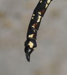 Austroaeschna flavomaculata