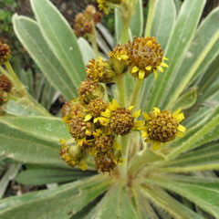 Espeletia rabanalensis